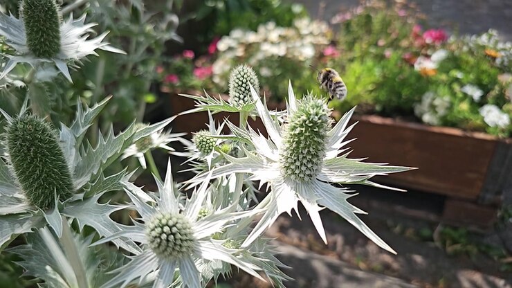 Primo piano di un bombo che raccoglie nettare da un fiore di eryngium e vola via al rallentatore