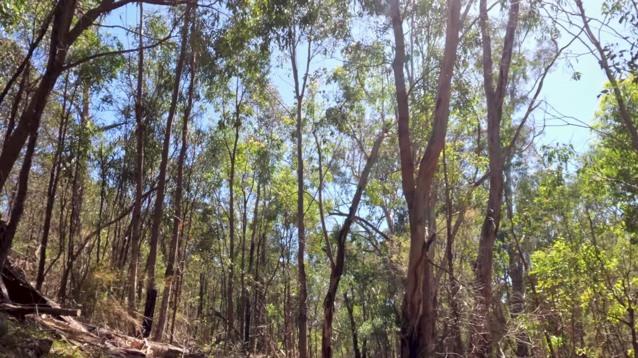 sendero forestal iluminado por el sol con árboles altos