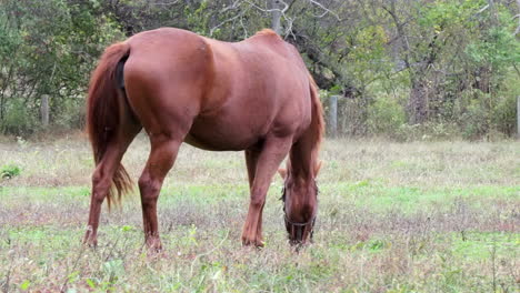 chestnut brown horse grazes and swishes tail