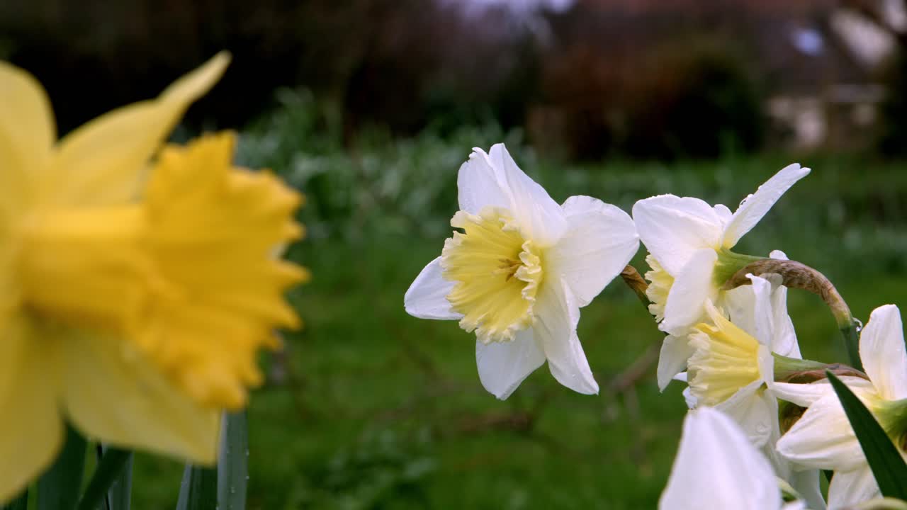 Um close-up de um narciso branco com um amarelo em primeiro plano