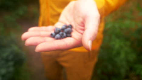 fresh blueberries off the blue ridge parkway