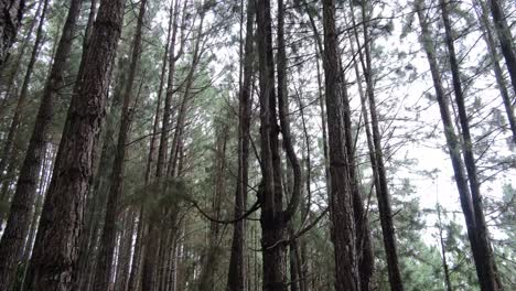 Panorama-Eines-Verzauberten-Waldes-Mit-Hoch-Aufragenden-Bäumen-In-Bukidnon,-Philippinen