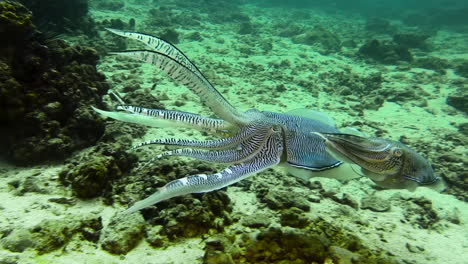 Balzverhalten-Von-Pharao-Tintenfischen