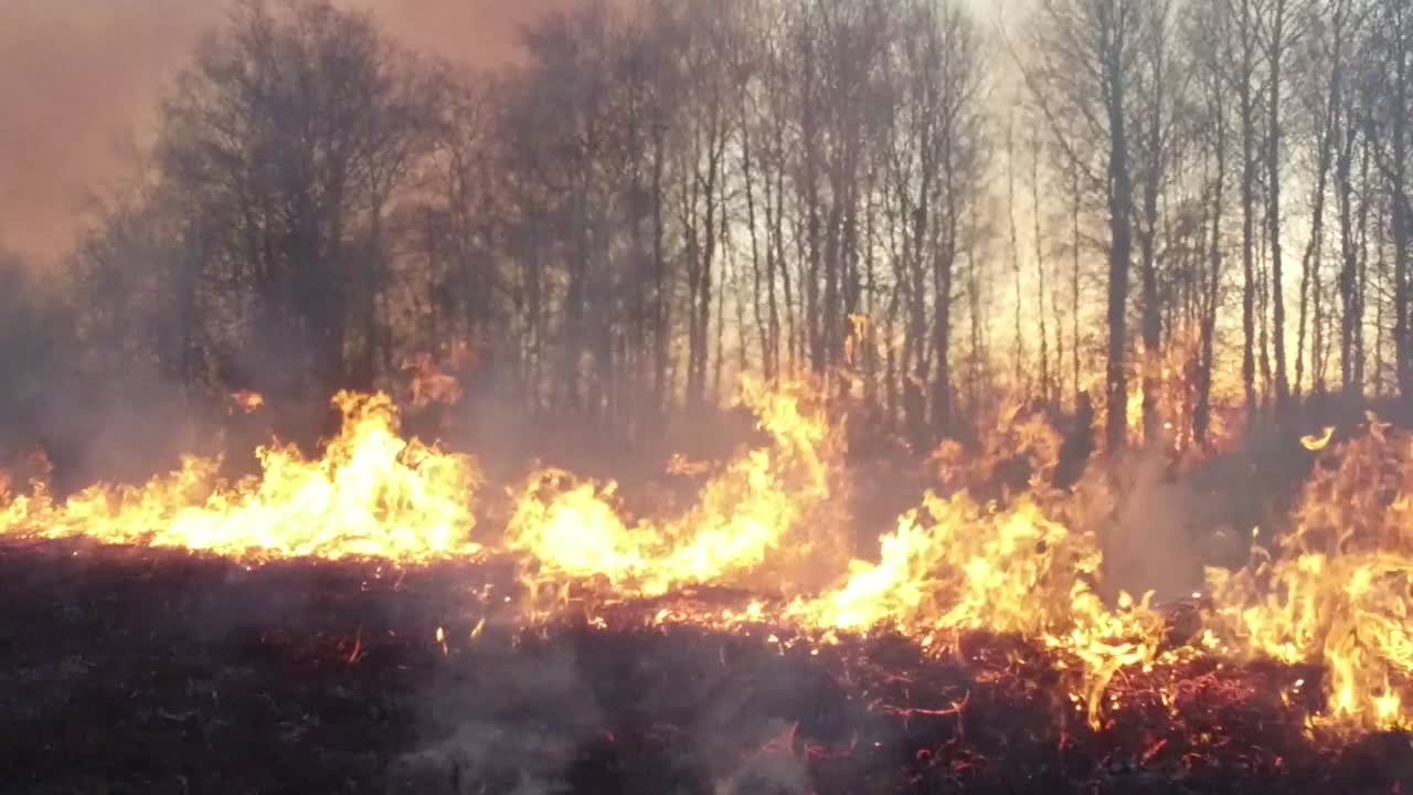 해가 지는 동안 숲에서 불타는 산불