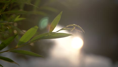 primer plano de las hojas al atardecer