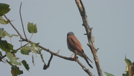 el águila espera la caza.