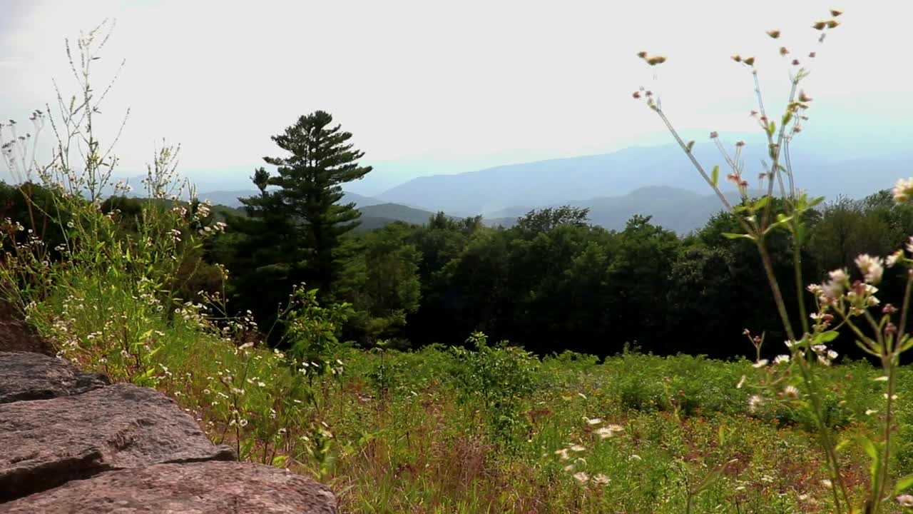 montañas blue ridge en verano y un amplio prado lleno de flores silvestres y mariposas más allá de un muro de piedra