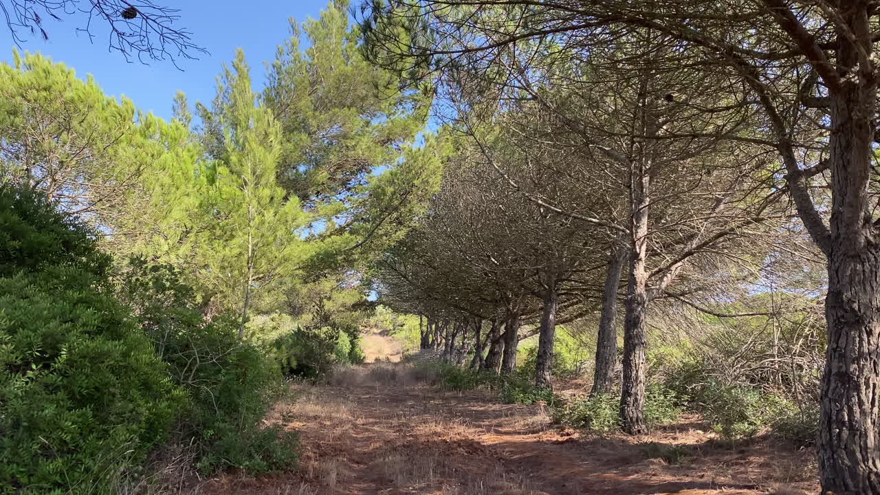 Tranquillo sentiero nella foresta circondato da pini mediterranei e sottobosco secco