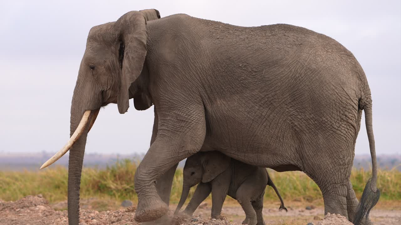 Elefante madre che guida il cucciolo attraverso una mandria vivace.