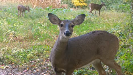 three whitetail deer in a food plot