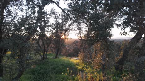 Cámara-Lenta-Puesta-De-Sol-Brilla-Luz-Dorada-Pasando-A-Través-De-Hojas-De-árboles-En-El-Bosque-De-Casa-De-Campo-De-Madrid