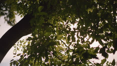 sunlight filtering through fluttering green leaves in gentle breeze, casting beautiful natural light and shadows, branches sway as light creates warm, serene atmosphere