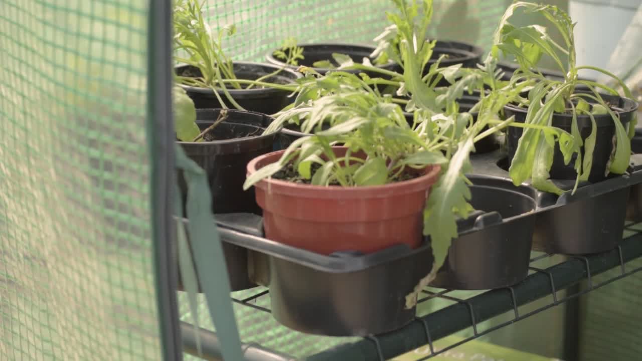 plantas en macetas que crecen en un invernadero