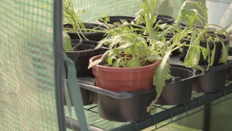 potted plants growing in a greenhouse