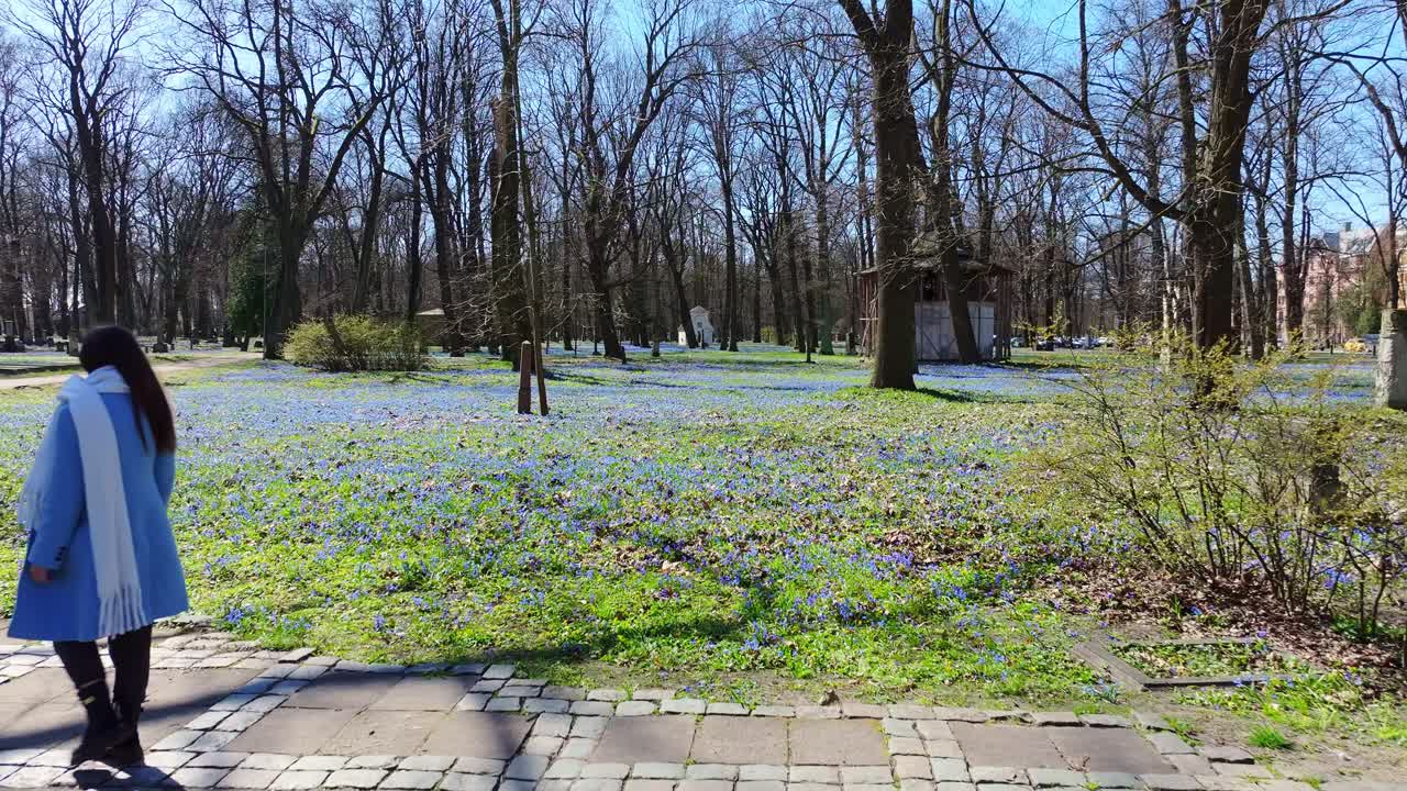Woman in blue coat walks under tall trees in Riga cemetery, Scilla siberica