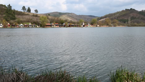 reeds and plants in the lake