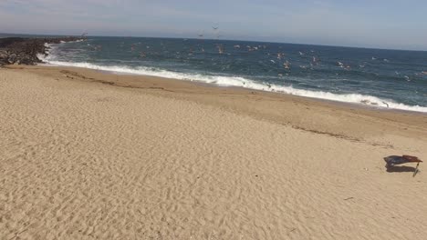 Seagulls-on-the-Beach-Drone-Footage