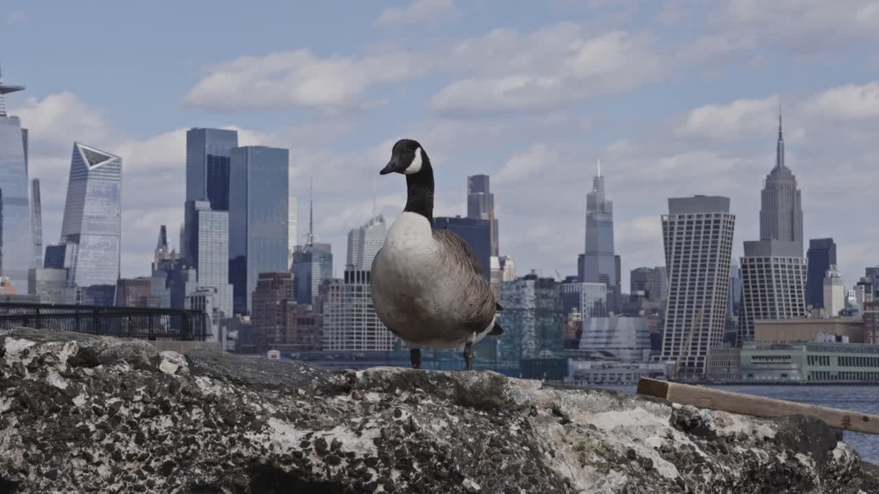 Canada Goose in Front of New York City Skyline