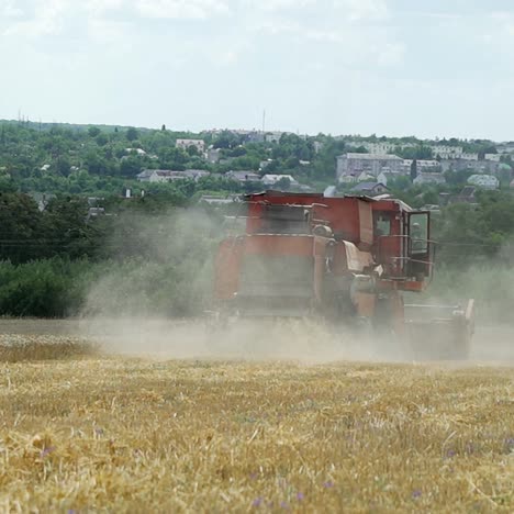 combine harvester gathers the wheat crop. wheat harvesting.