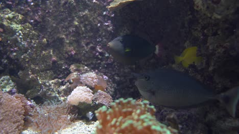 spotted unicorn fish and yellow tang surgery fish swimming together at seabed in bright sunlight