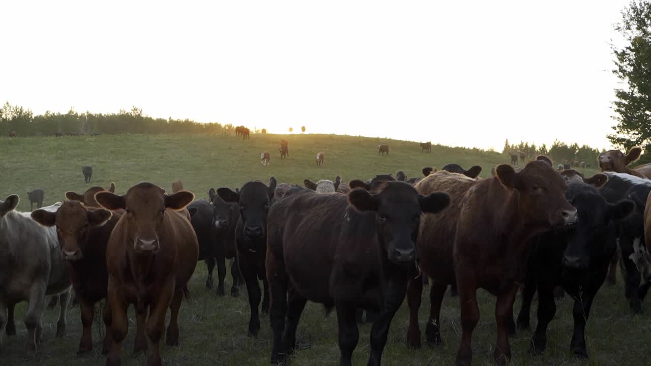 A herd of cattle run over a hilltop into a pasture at sunset
