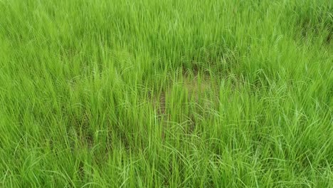aerial view of green meadow in countryside by drone. landscape and nature theme. asia traveling theme. chonburi province in thailand location