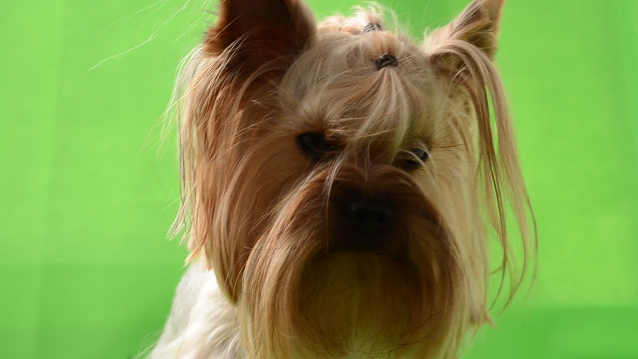 Yorkshire terrier på grøn baggrund. Optagelse på grøn baggrund