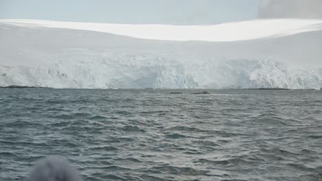 big whales diving and showing huge tail over water for tourists