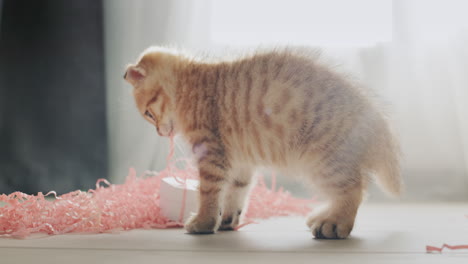 cute kitten received a gift, examines a box in a festive package