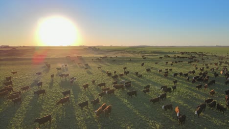 big herd of aberdeen angus cattle moving over vast green meadow at sunset