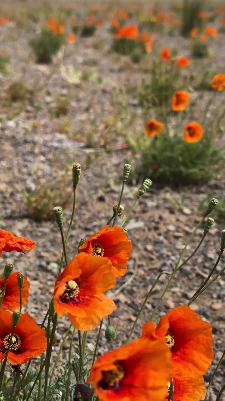 California poppies wildflower blooming season in vibrant orange colorful floral landscape nature natural desert steppe meadow field petals silky spring seasonal outdoors scenic environment ecology ha