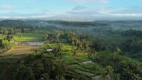 Rice-terracing-nestled-in-the-jungle-covered-volcano-hillside-of-mount-Ijen,-Java,-Indonesia