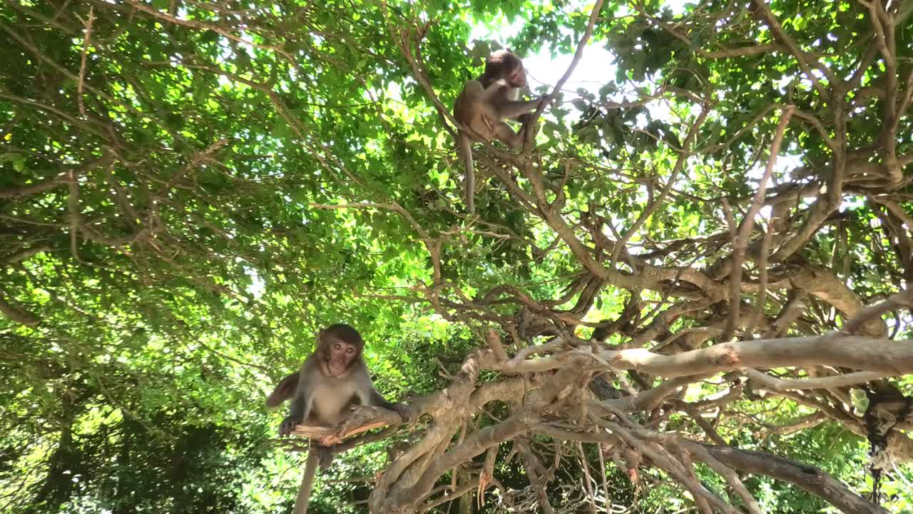 Group of wild monkeys relaxing in trees on Monkey Island in Nha Trang, Vietnam, showing natural behavior in their tropical forest habitat