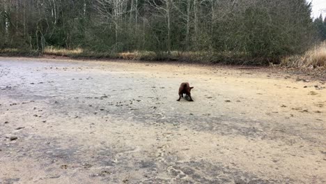 a young happy brown labrador running in circles and playing with a big log in the mud