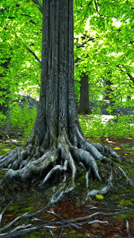 tree roots in forest