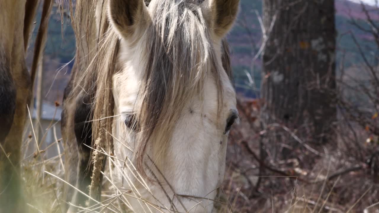 Domesticated white horse eats while tied with a rope on the countryside, close view of its head