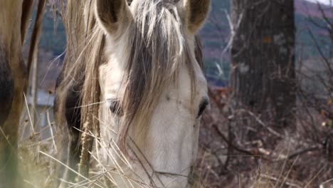 El-Caballo-Blanco-Domesticado-Come-Mientras-Está-Atado-Con-Una-Cuerda-En-El-Campo,-Cerca-De-Su-Cabeza