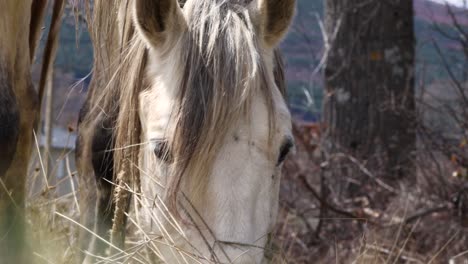 el caballo blanco domesticado come mientras está atado con una cuerda en el campo, cerca de su cabeza