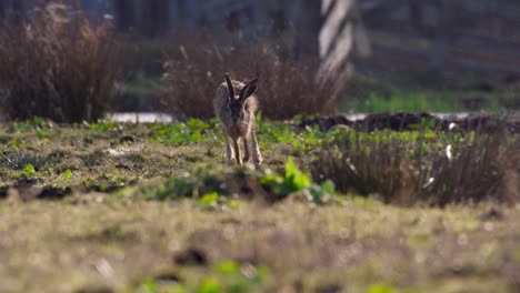 liebre en un campo