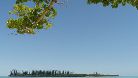 low angle tilt down from tall tree to small distant island near isle of pines