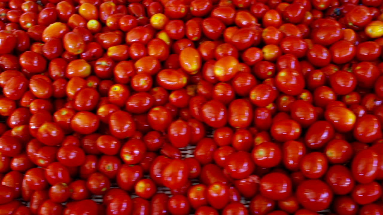 토마토 산업에서 은 토마토는 물로 가득 찬 크로 들어가서 과 꺼기에서 겨서 깨하게 나옵니다.