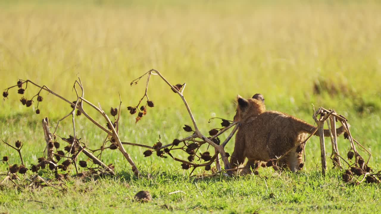 tomada en cámara lenta de primer plano de un cachorro de león joven jugando solo, vida silvestre africana en la reserva nacional de maasai mara, kenia, áfrica animales de safari en la reserva de masai mara norte