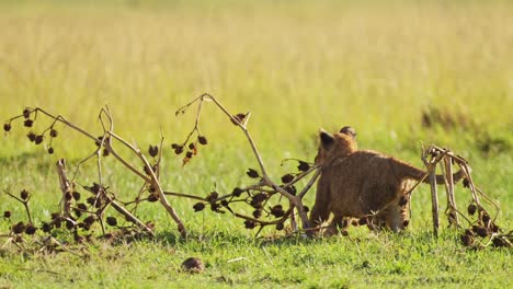 slow motion shot of close up shot of young baby lion cub playing alone, african wildlife in maasai mara national reserve, kenya, africa safari animals in masai mara north conservancy
