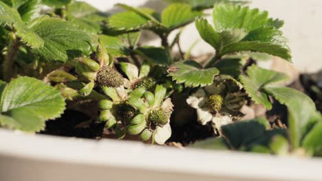 unripe strawberries forming among green leaves in early growth stage