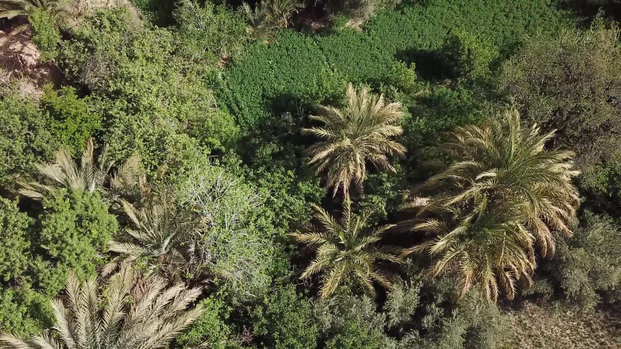 Overhead aerial drone shot of dense green date palm trees in a sunny oasis. The top-down perspective highlights the vibrant vegetation and agricultural texture within the arid North African landscape