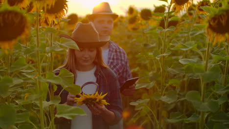 Zwei-Biologen-Untersuchen-Bei-Sonnenuntergang-Auf-Einem-Feld-Mit-Einer-Lupe-Eine-Sonnenblume.-Sie-Schreiben-Ihre-Grundlegenden-Eigenschaften-Auf-Ein-Tablet.