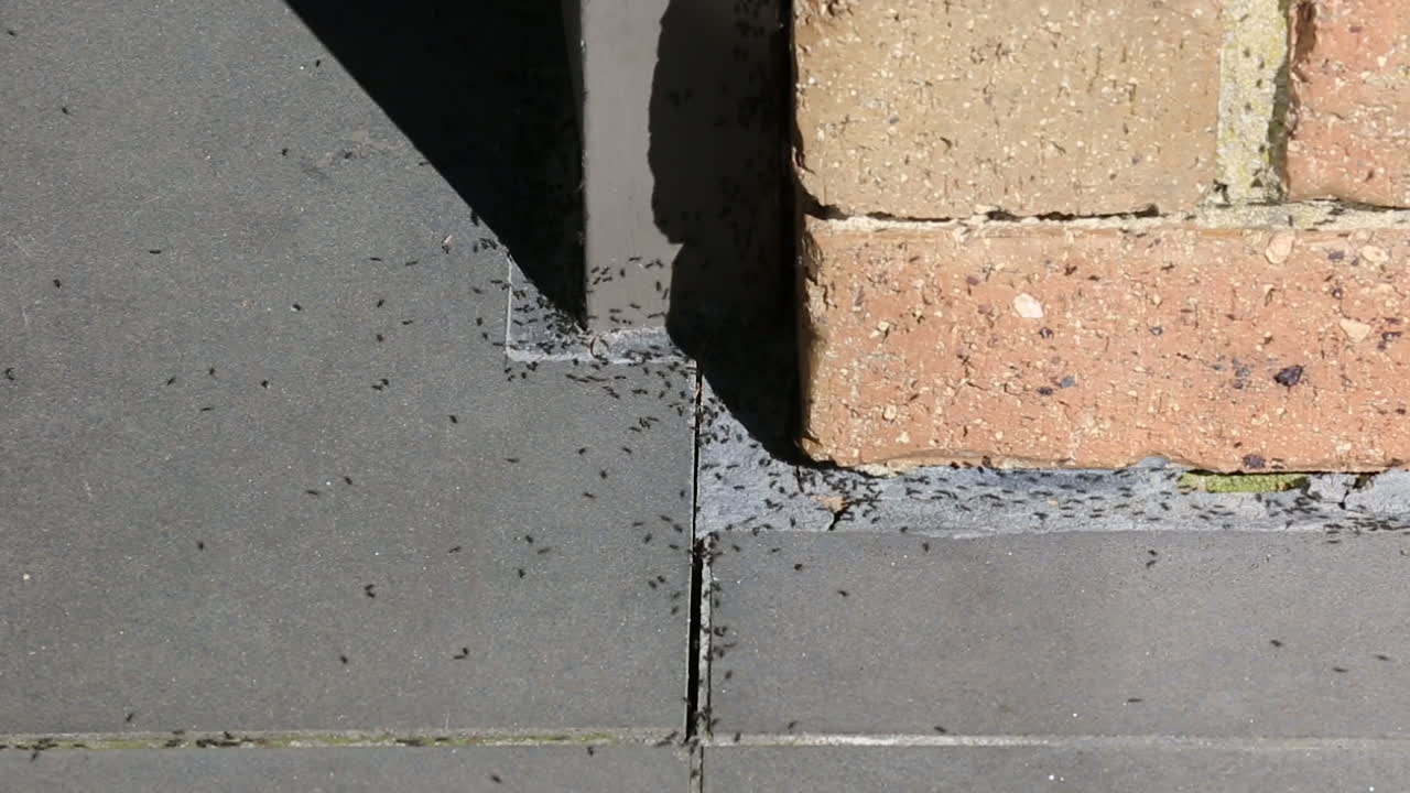 여왕개미를 수용하기 위해 매우 뜨거운 표면을 돌아다니는 개미 군집