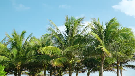 lush coconut palm trees swaying against blue sky background in slow motion