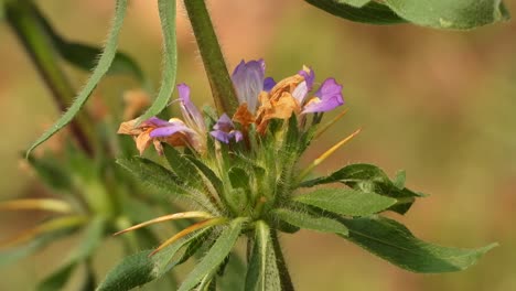 baccharoides  flowers - spikes