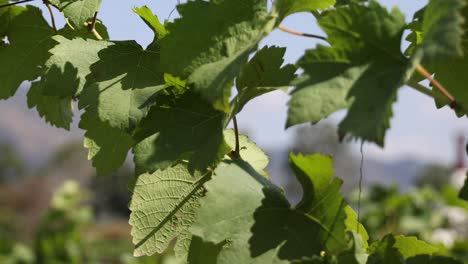 timelapse of grapevine leaves fluttering in the breeze